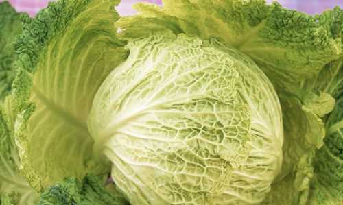 包菜是涼性還是熱性