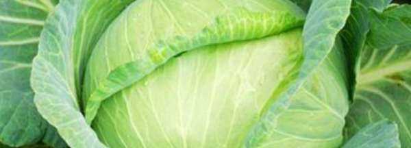 卷心菜是涼性還是熱性,包菜是涼性還是熱性圖3