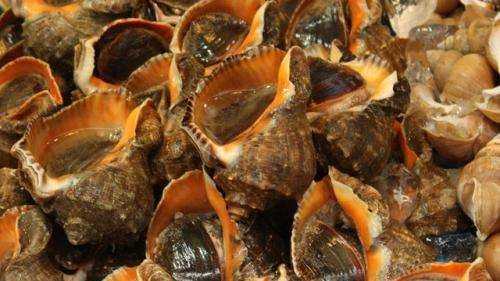 海螺死了能不能吃了,海螺隔一天能不能吃了圖1