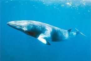 鯨魚離開水能活多久