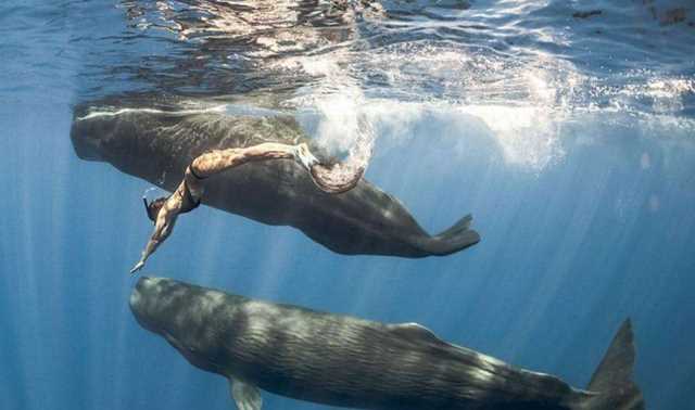 鯨壽命最長能活多少年