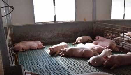 夏季豬圈驅蚊最佳方法，夏季豬舍驅蠅方法？圖1