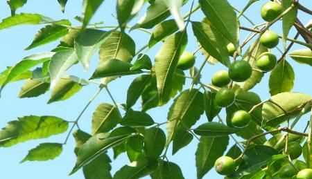 夏季豬圈驅蚊最佳方法，夏季豬舍驅蠅方法？圖3