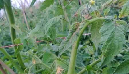 夏季豬圈驅蚊最佳方法，夏季豬舍驅蠅方法？圖5