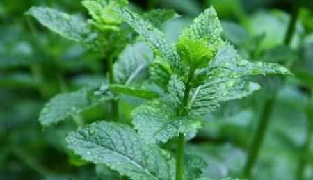 夏季豬圈驅蚊最佳方法，夏季豬舍驅蠅方法？圖6