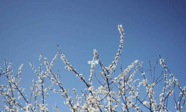 忽如一夜春風(fēng)來的下一句