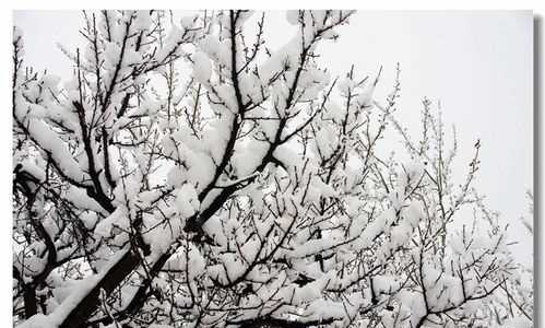 忽如一夜春風(fēng)來的下一句是什么