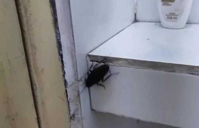 冬天蟑螂怎么不見(jiàn)了