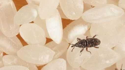 家里米蟲到處爬怎么根除,家里到處都有米蟲怎么辦圖4