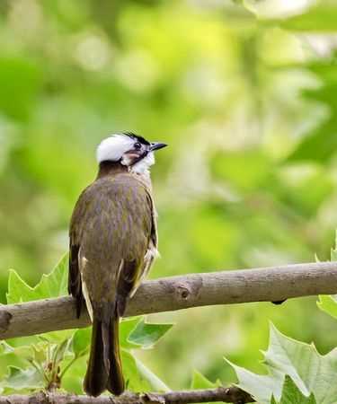 這個是什么鳥，為什么白頭翁看到它會嘰嘰喳喳的叫不停