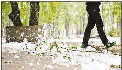 楊絮怎么處理,楊樹(shù)上飛舞的楊絮是什么圖2