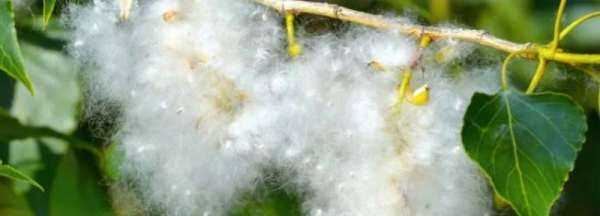 楊絮怎么處理,楊樹(shù)上飛舞的楊絮是什么圖4