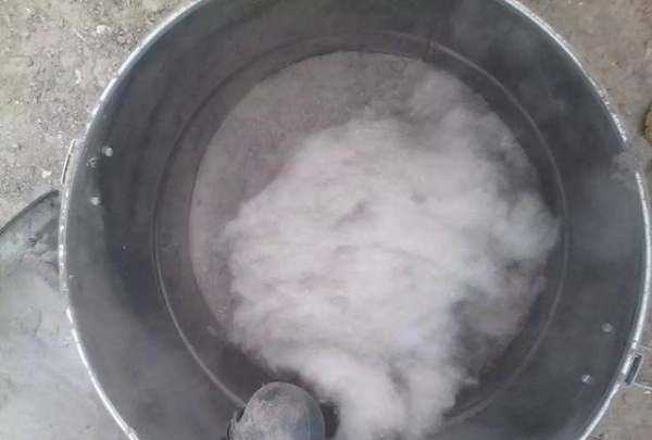 楊絮怎么處理,楊樹(shù)上飛舞的楊絮是什么圖6