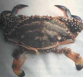 甲殼類動物有哪些詳細