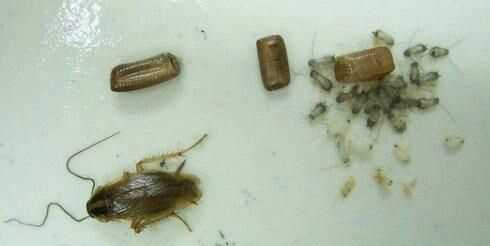 蟑螂表面干凈嗎