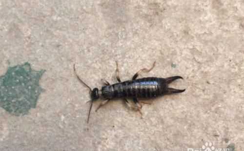 家里有潮蟲(chóng)怎么辦?一招教你快速趕走