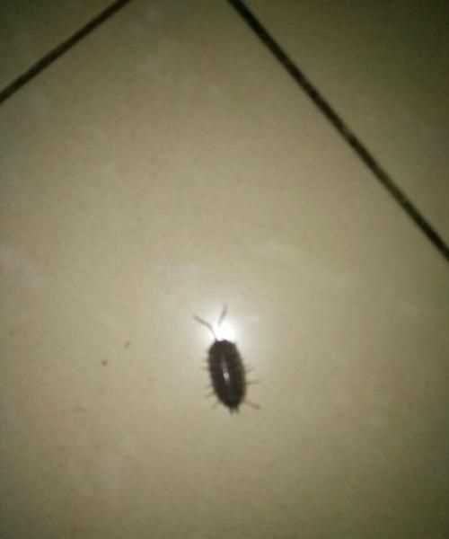 怎樣消滅菜地里的潮蟲(chóng)