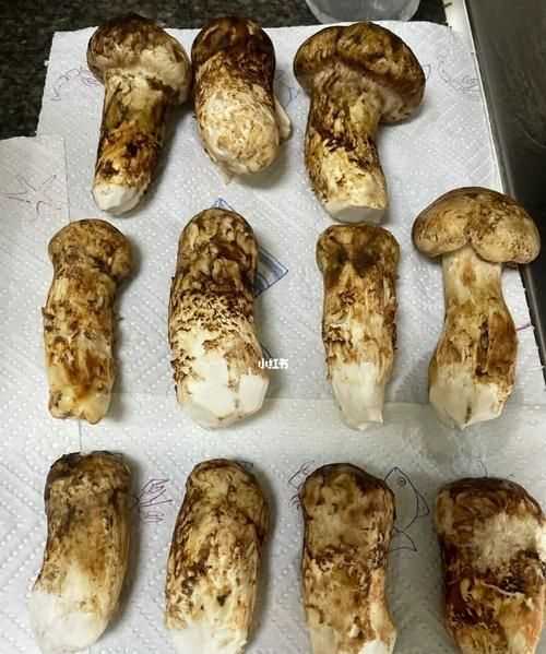 松茸怎樣儲(chǔ)存營(yíng)養(yǎng)不破壞