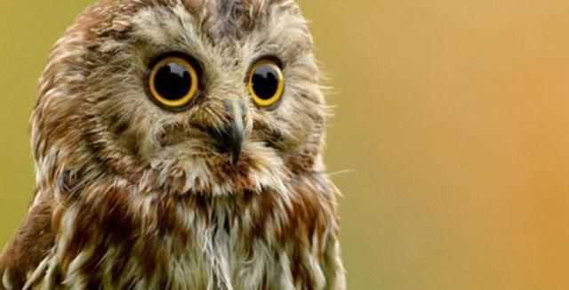 貓頭鷹是國(guó)家的幾級(jí)保護(hù)動(dòng)物呢