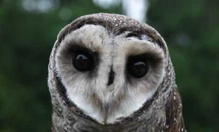 貓頭鷹是幾級(jí)保衛(wèi)動(dòng)物