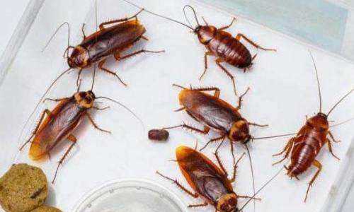 自制殺蟑螂最有效的方法