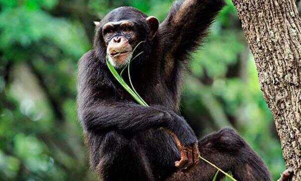 僅次于人的聰明的動物是狼老獵人這樣說的依據(jù)是什么