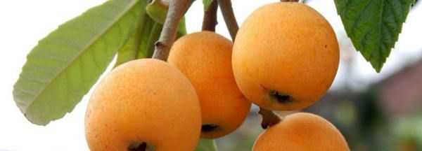 枇杷幾月份成熟,枇杷幾月成熟圖4