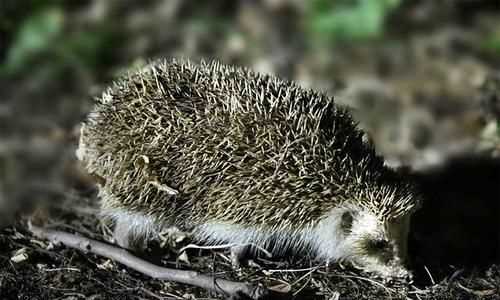 刺猬不冬眠會(huì)死嗎