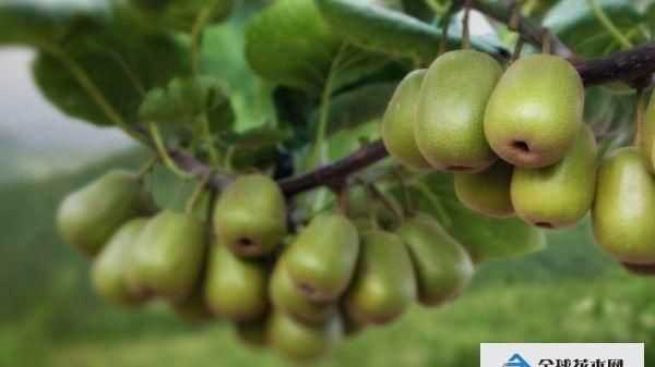 最頂級(jí)的獼猴桃品種
