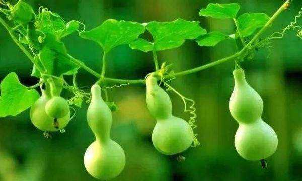 葫蘆代表什么寓意,葫蘆的寓意和象征圖3