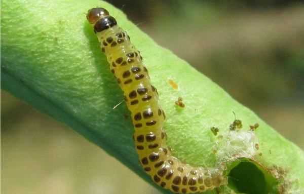 蛀蟲(chóng)的蛀跟什么有關(guān),蛀是什么意思圖1