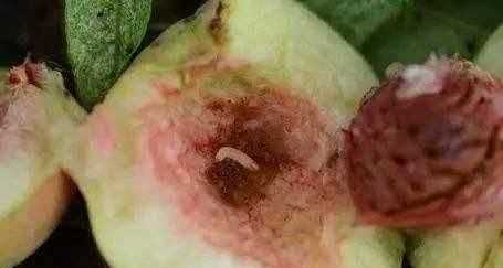 蛀蟲(chóng)的蛀跟什么有關(guān),蛀是什么意思圖2