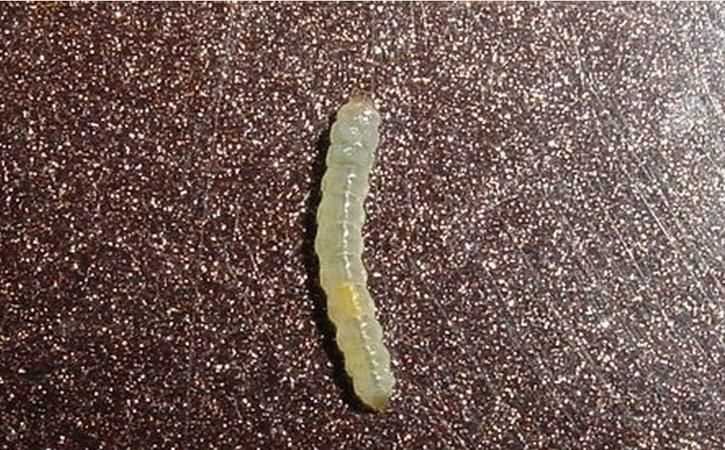 蟲(chóng)字旁的字都和什么有關(guān)一年級(jí)