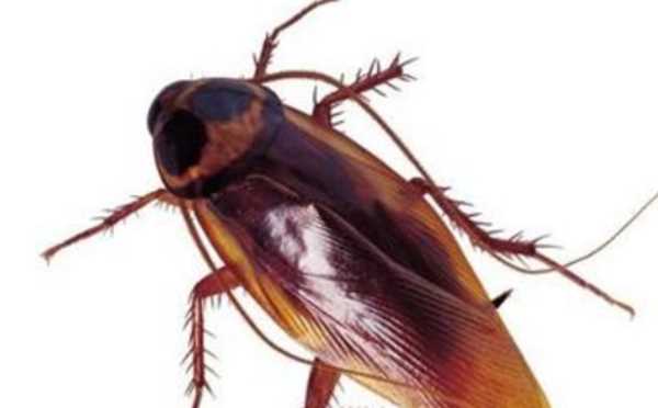 怎么能把蟑螂徹底清除,家里有蟑螂怎么能徹底消滅?圖2