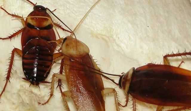 家里蟑螂怎么徹底清除 知乎