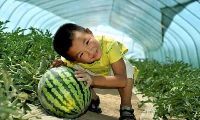 西瓜切開不熟怎么辦變熟