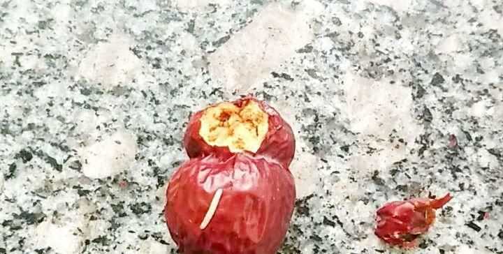 干棗里面的蟲(chóng)子是怎么生成的