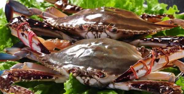 梭子蟹是海蟹,梭子蟹有沒有蟹黃圖2