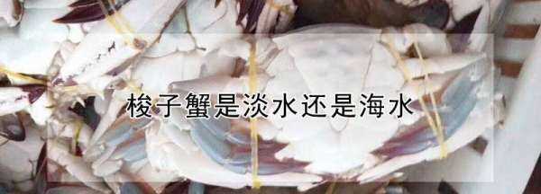 梭子蟹是海蟹,梭子蟹有沒有蟹黃圖3