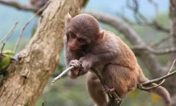 人工飼養(yǎng)猴子壽命多長