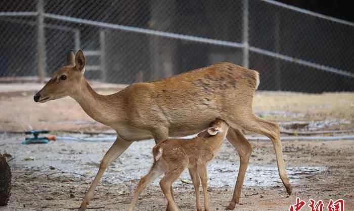 鹿是國家保護動物嗎?
