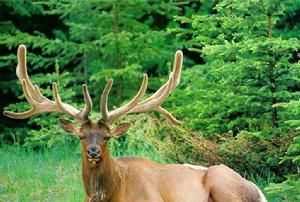 梅花鹿是國家保護動物可以養(yǎng)嗎