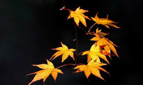 楓糖漿是什么東西,楓葉能做賀卡還能做什么圖3