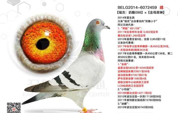 奶酪信鴿特點(diǎn)