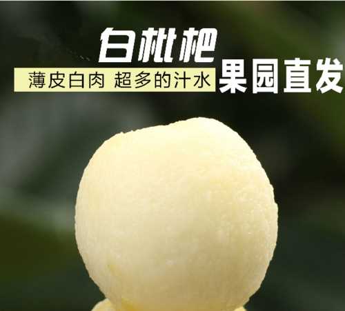 東山白玉枇杷什么時(shí)候上市2022