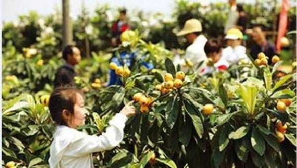 東山白玉枇杷的特點(diǎn),蘇州東山白玉枇杷蜜好喝嗎圖7