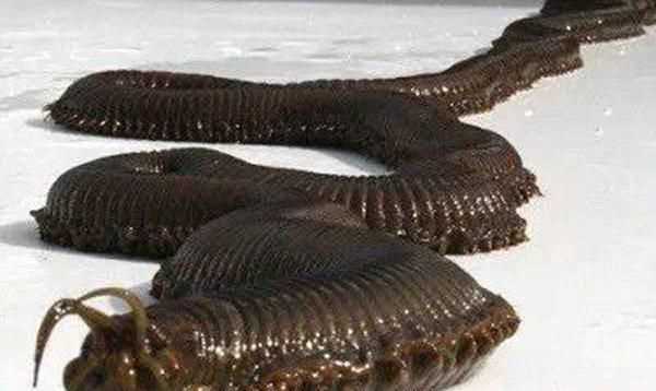 十大最危險(xiǎn)的海洋生物排名