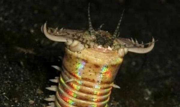 博比特蟲有毒,博比特蟲有毒嗎圖3