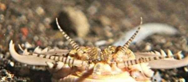 博比特蟲有毒,博比特蟲有毒嗎圖6