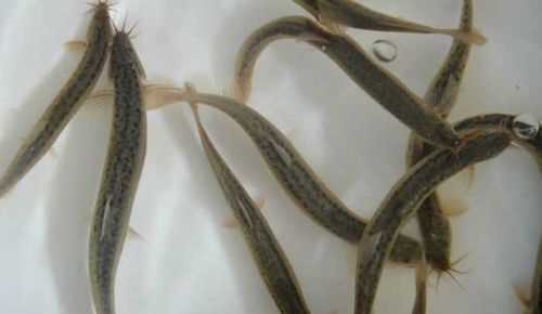 網(wǎng)絡(luò)用語黃鱔泥鰍什么意思